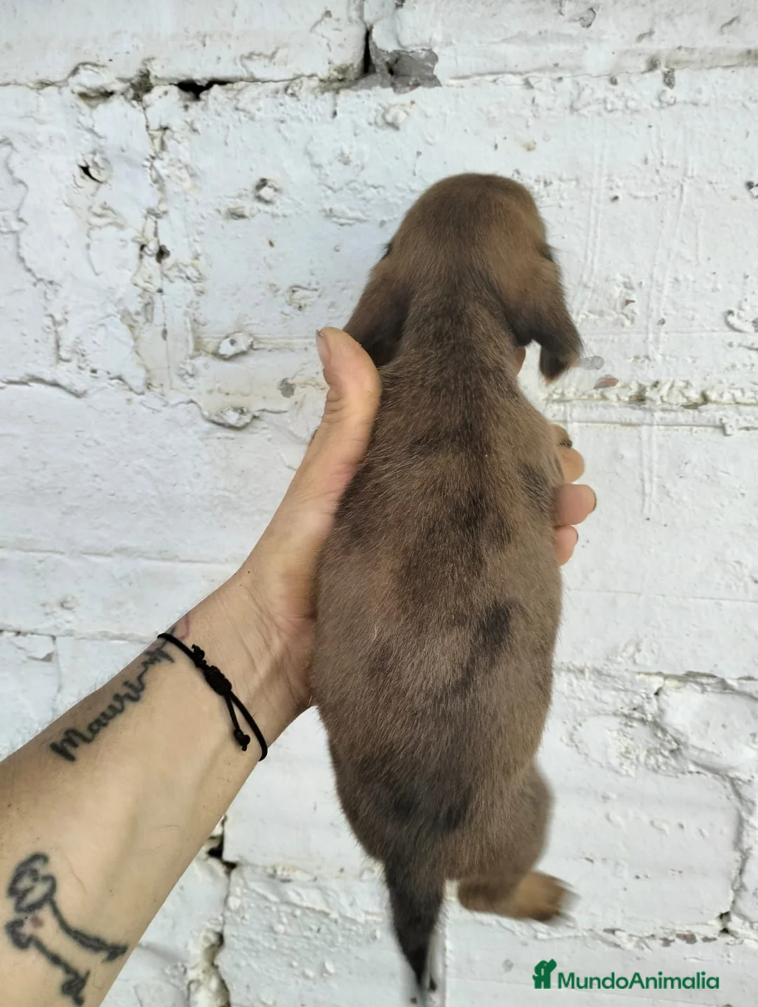 Teckel Miniatura perros en venta: Teckel mini  - Anuncio 2