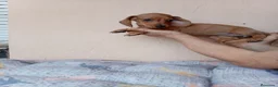 Teckel Miniatura perros en venta: Teckel canichen - Anuncio 3