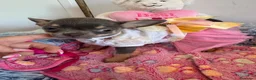 Chihuahua perros en venta: Chihuahua cabeza manzana  - Anuncio 2