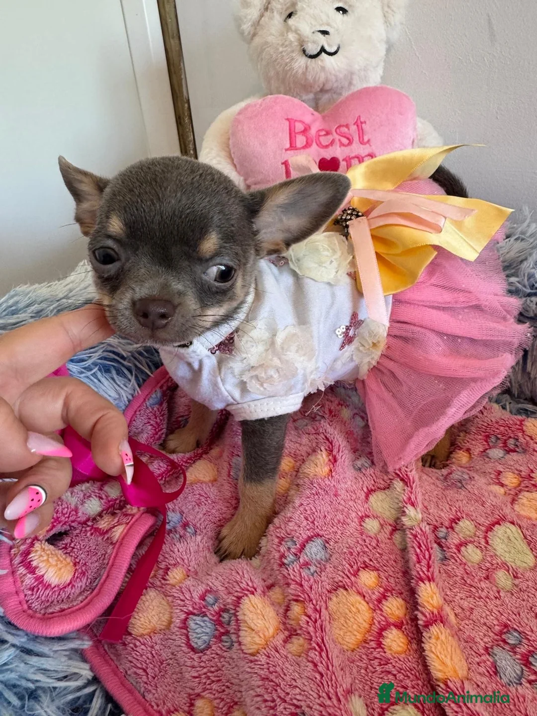 Chihuahua perros en venta: Chihuahua cabeza manzana  - Anuncio 2