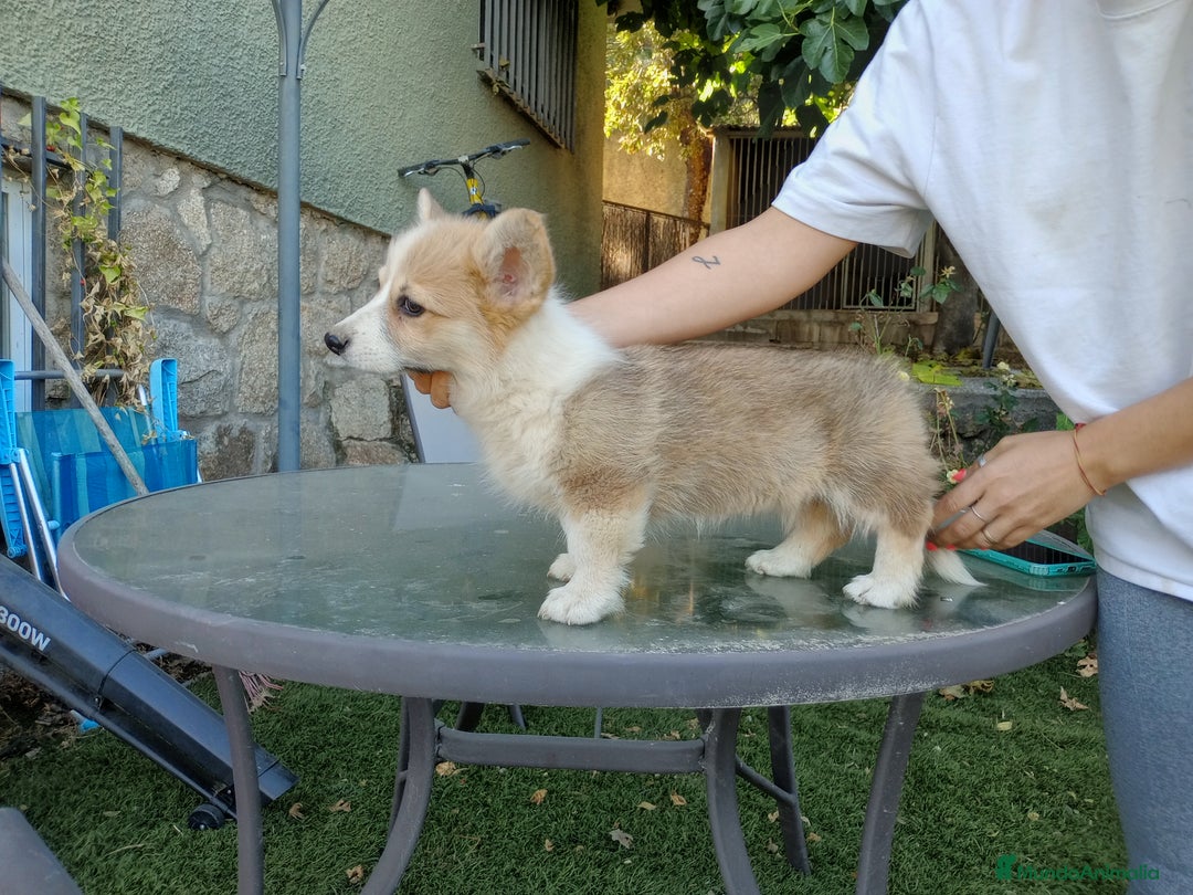 Welsh Corgi Pembroke perros en venta: Corgis simpatiquísimos - Imagen 2