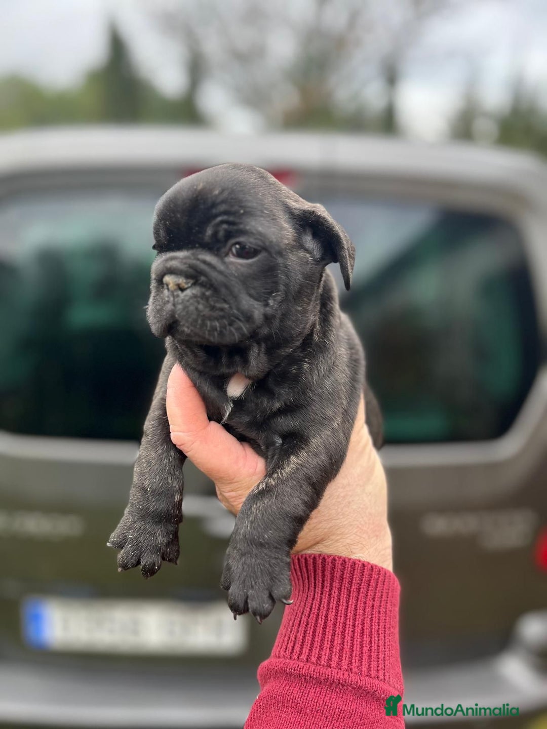 Bulldog Francés perros en venta: Impresionante cachorro bulldog francés  - Anuncio 2