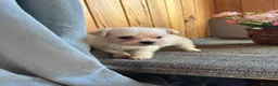 Bichón Maltés perros en venta: Bichón Maltes - Anuncio 3