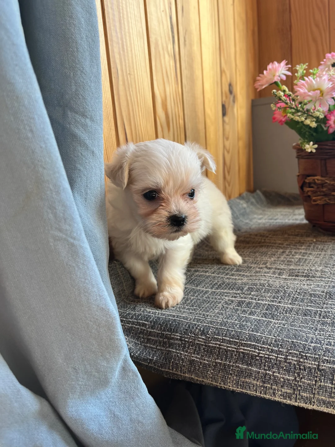 Bichón Maltés perros en venta: Bichón Maltes - Anuncio 3