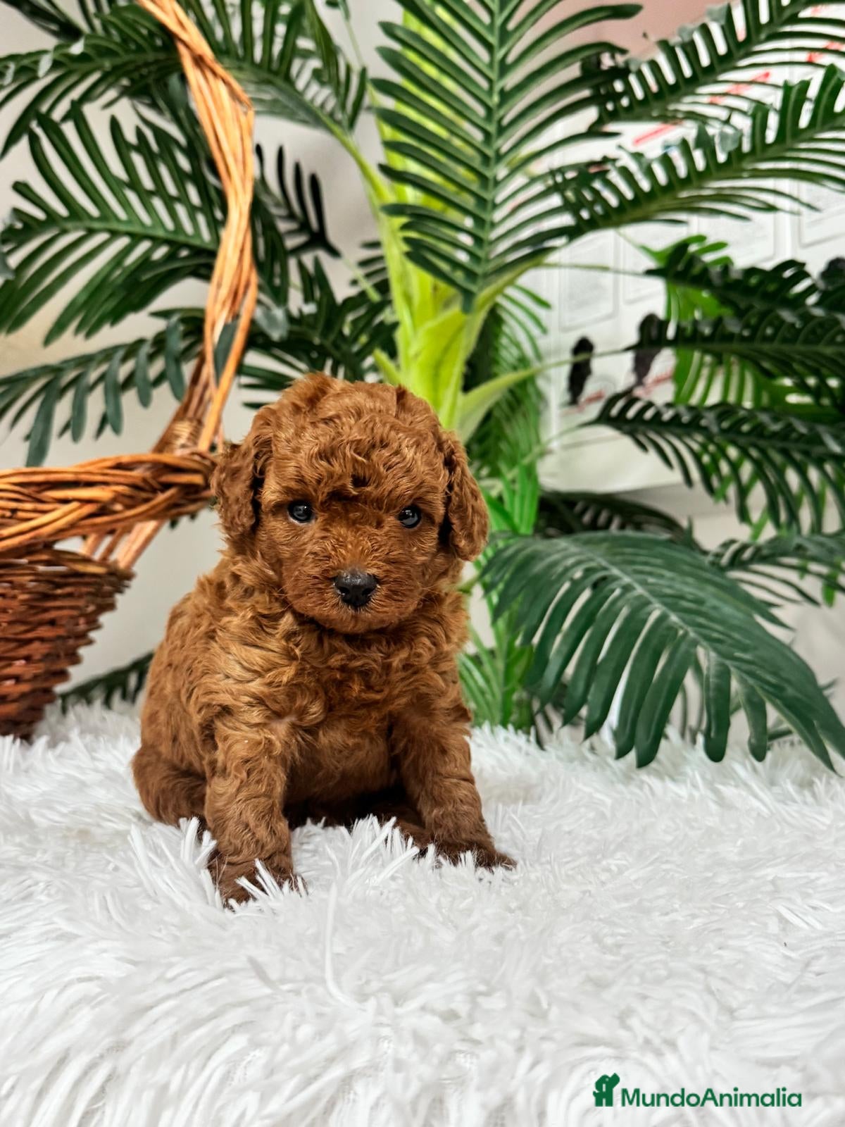 Caniche Toy perros en venta: CANICHE ROJO - Anuncio 2