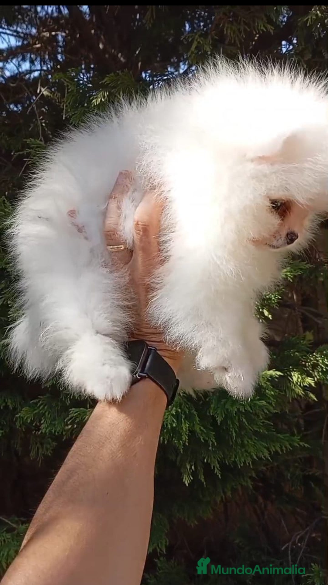 Pomerania perros en venta: Pomerania Toy cara de osito   - Anuncio 2