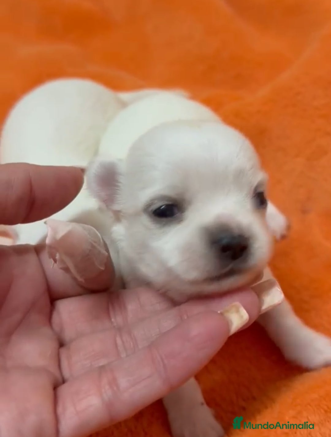 Chihuahua perros Chihuahua miniatura - Anuncio 1