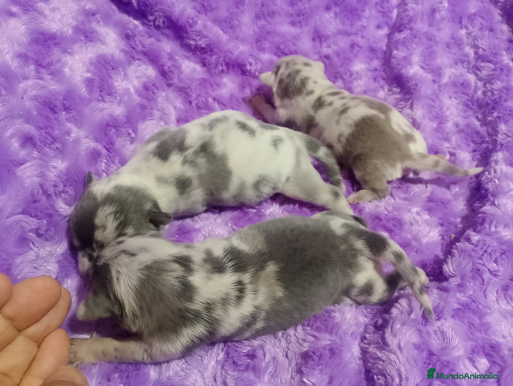 Chihuahua perros Camada de chihuahua trimerle lila choco  - Anuncio 36