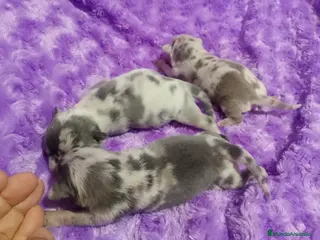 Chihuahua perros Camada de chihuahua trimerle lila choco - Anuncio 36