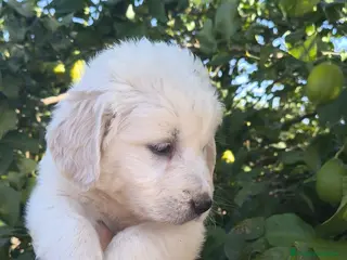 Golden Retriever perros Últimos machos disponibles!! No te quedes sin el! - Anuncio 2