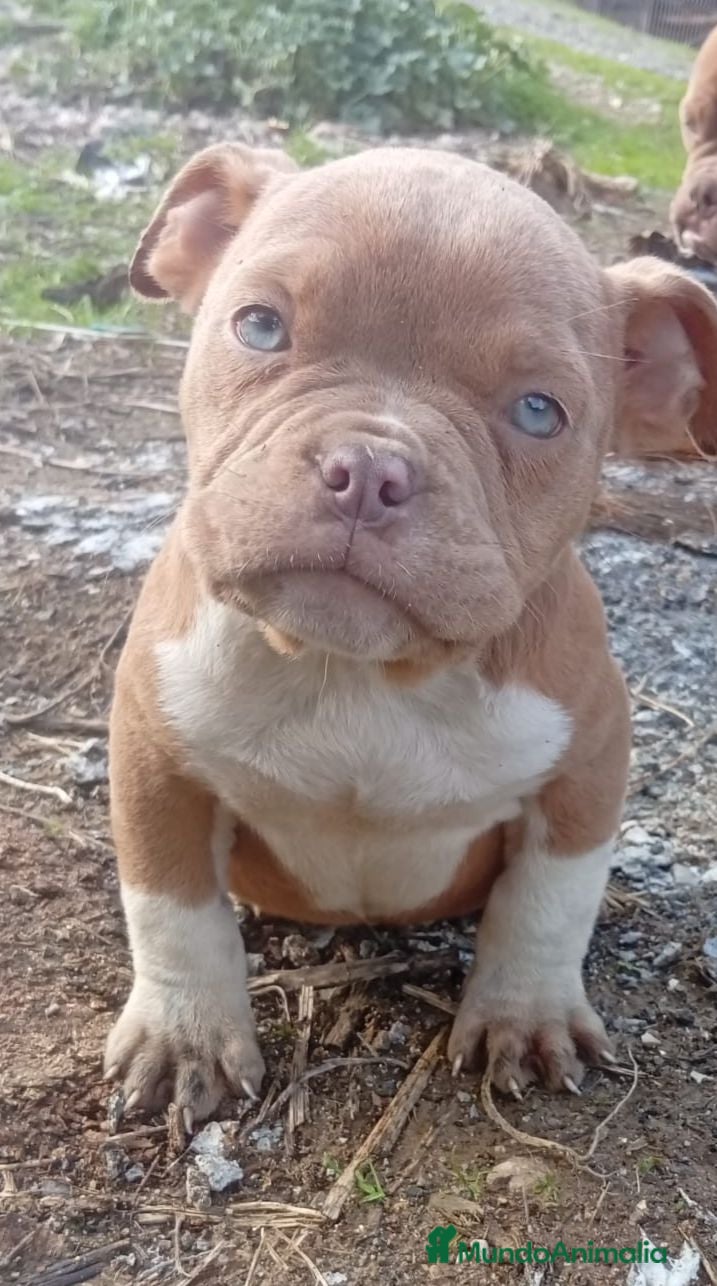 American Bully perros American bully pocket  - Anuncio 1