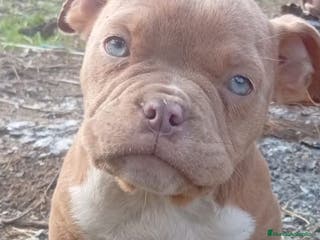 American Bully perros American bully pocket - Anuncio 1