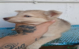 Husky Siberiano perros en venta: ULTIMO HUSKY y ULTIMA  ALASKA MALAMUTE  - Imagen 10