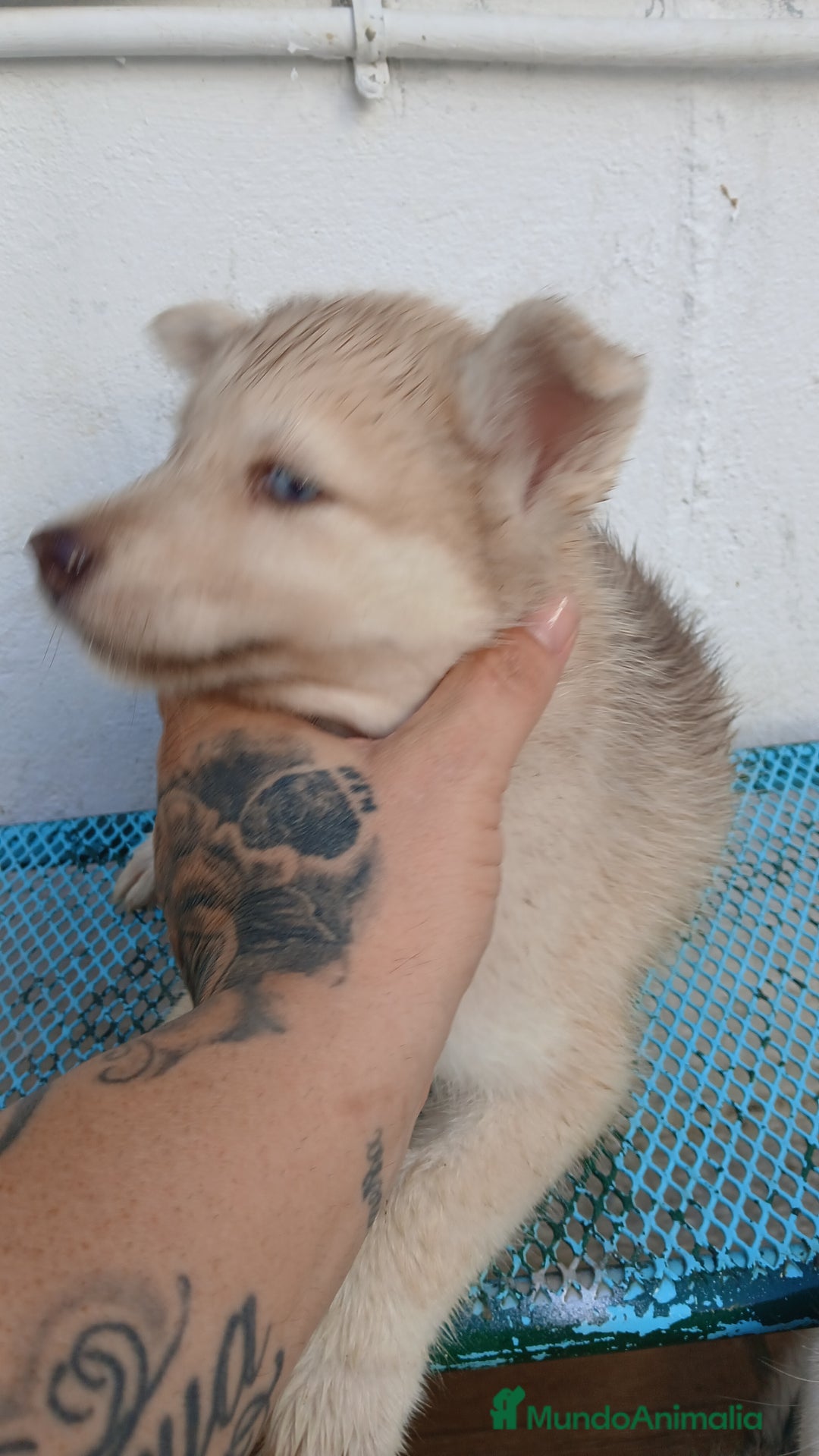 Husky Siberiano perros en venta: ULTIMO HUSKY y ULTIMA  ALASKA MALAMUTE  - Imagen 10
