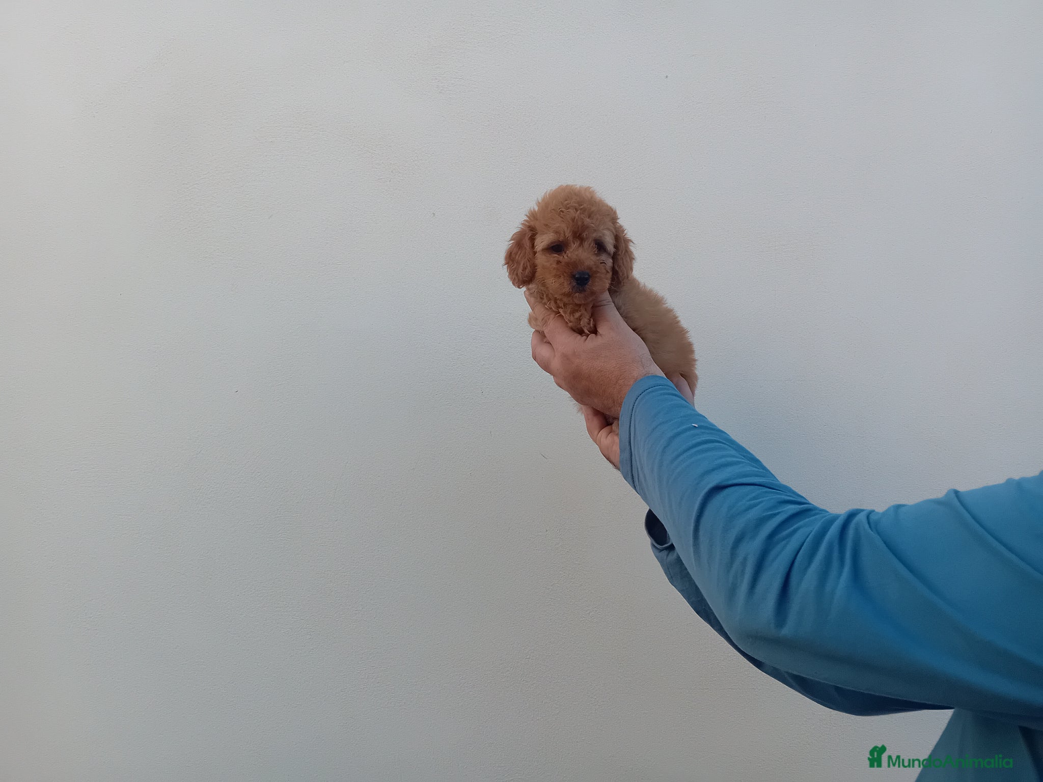 Caniche Toy perros en venta: Últimos cachorritos de caniche - Anuncio 2