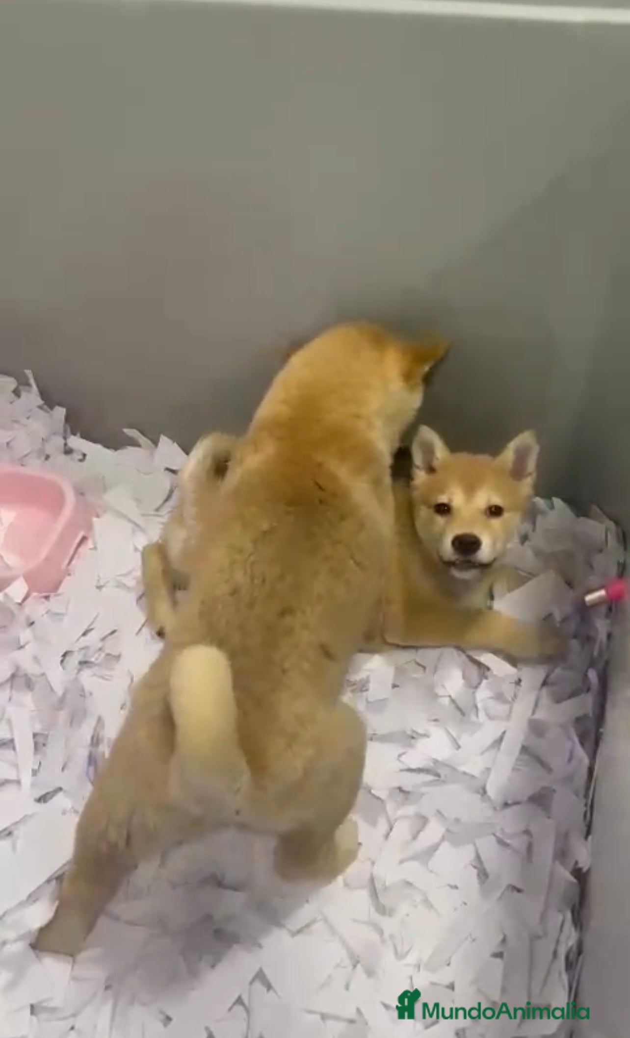Shiba Inu perros CACHORROS DE SHIBA INU DISPONIBLES - Anuncio 2