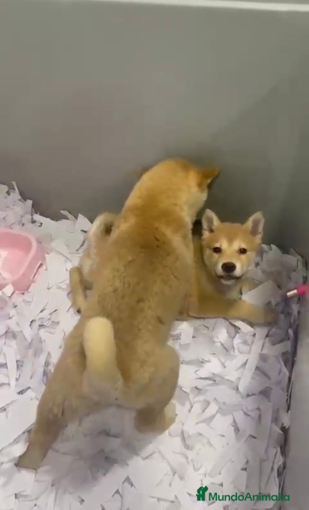 Shiba Inu perros en venta: CACHORROS DE SHIBA INU DISPONIBLES - Anuncio 2