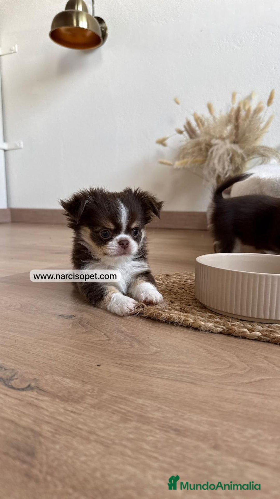 Chihuahua perros en venta: CAMADA DE CHIHUAHUA PELO LARGO - Anuncio 4