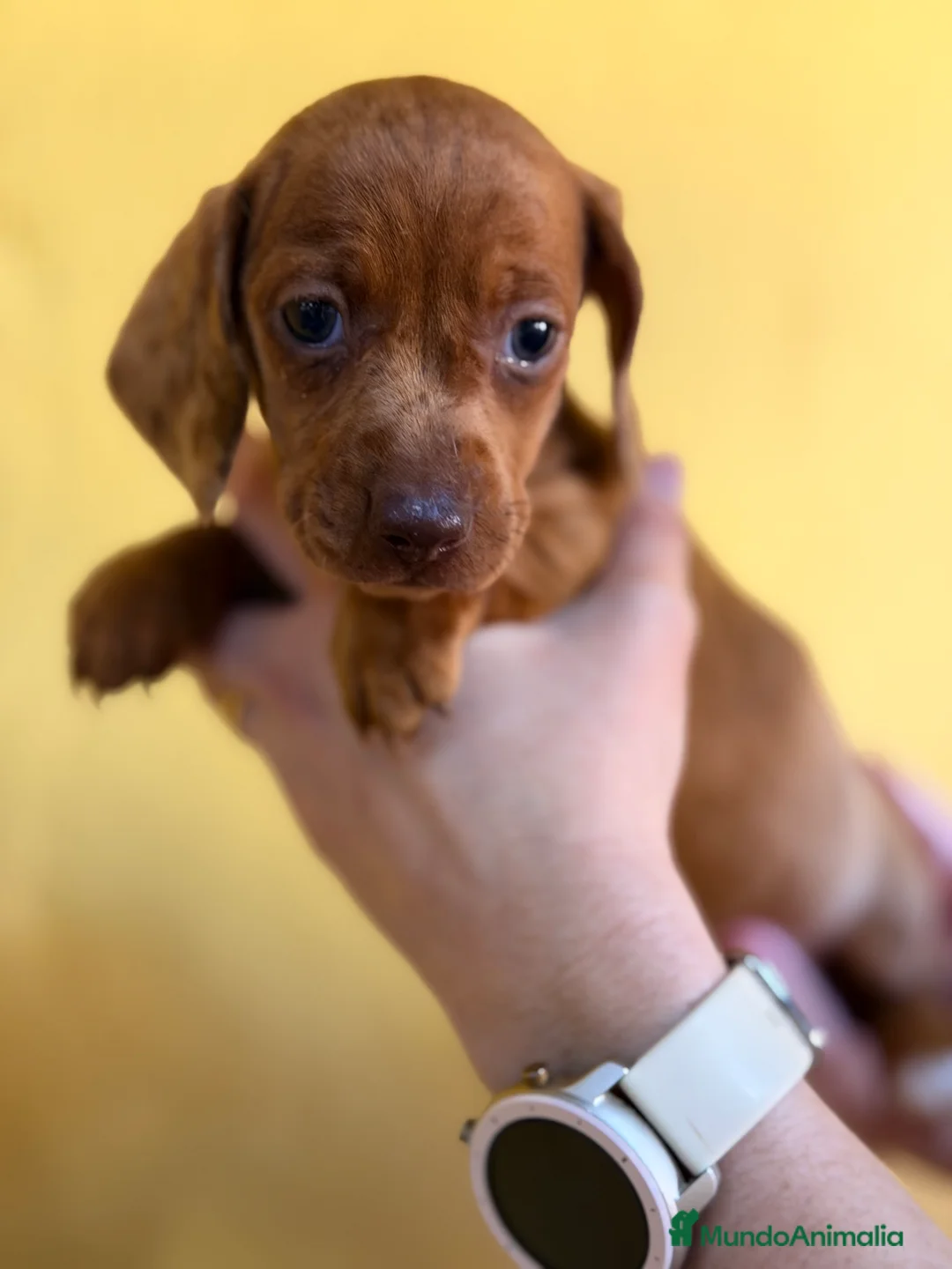 Teckel Miniatura perros en venta: Teckel  mini Arlequin roja  - Anuncio 3