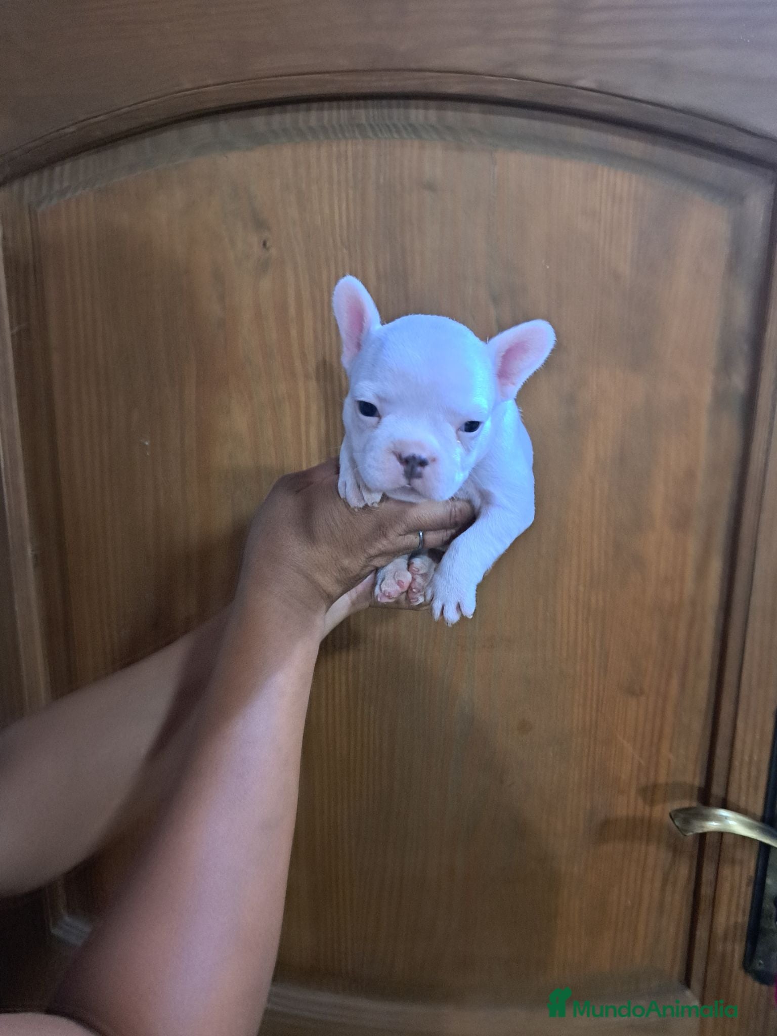 Bulldog Francés perros Bulldog francés  - Anuncio 1