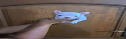 Bulldog Francés perros en venta: Bulldog francés  - Anuncio 1