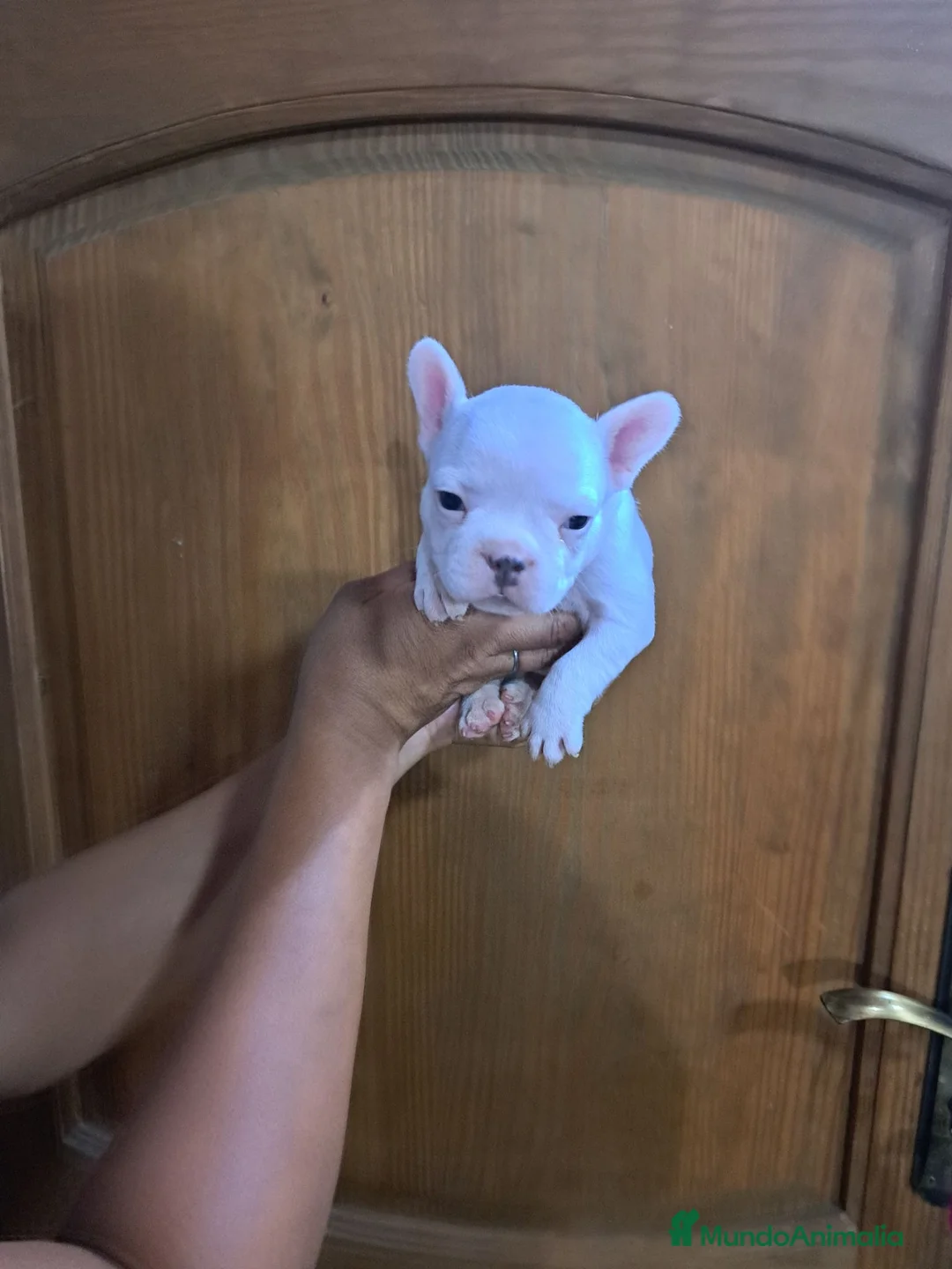 Bulldog Francés perros en venta: Bulldog francés  - Anuncio 1