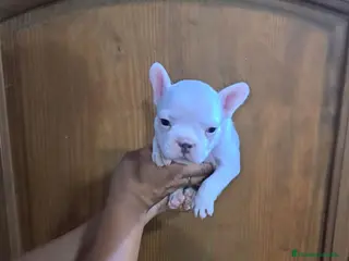 Bulldog Francés perros Bulldog francés - Anuncio 1