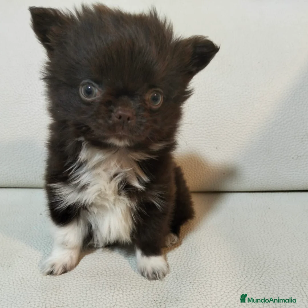 Chihuahua perros en venta: Chihuahua De Pelo Largo - Anuncio 1