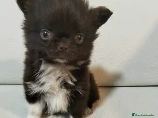 Chihuahua perros Chihuahua De Pelo Largo - Anuncio 2