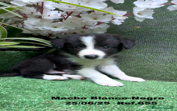 Border Collie perros en venta: BORDER COLLIE DE VILLA BIZNAGA - Imagen 14