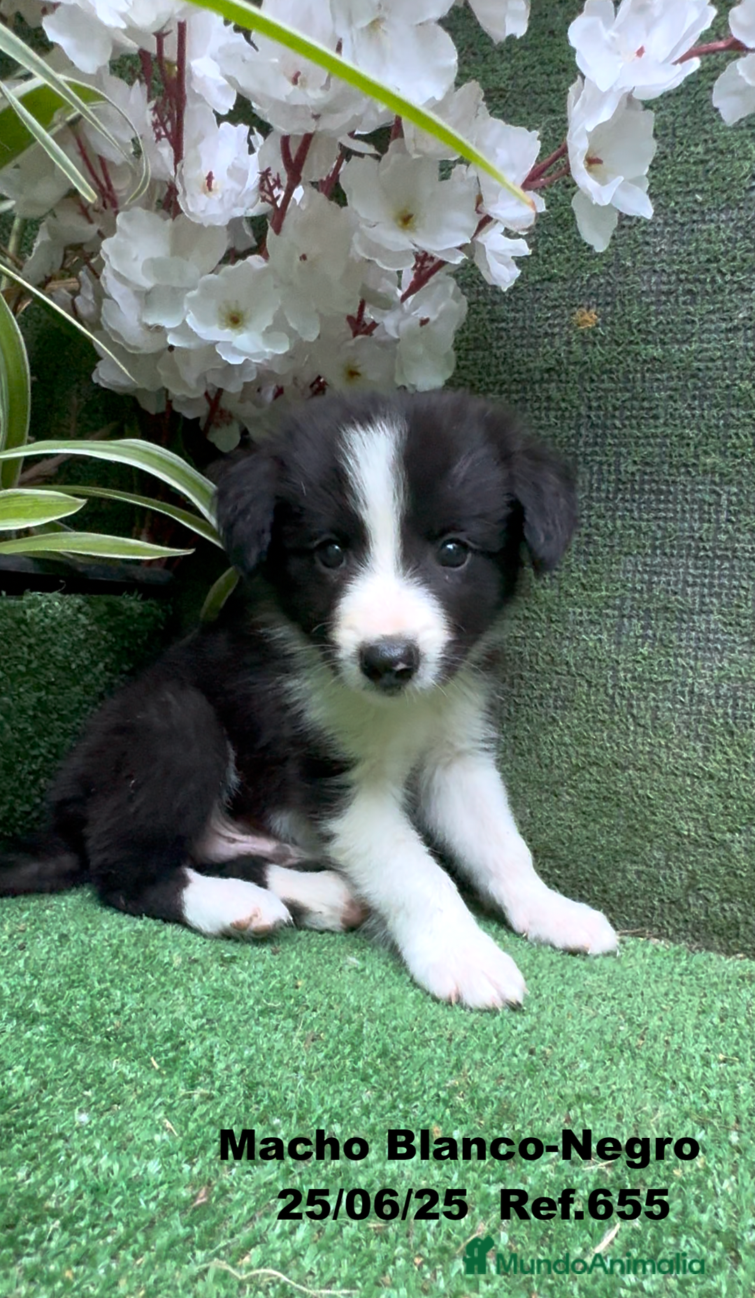 Border Collie perros en venta: BORDER COLLIE DE VILLA BIZNAGA - Imagen 14