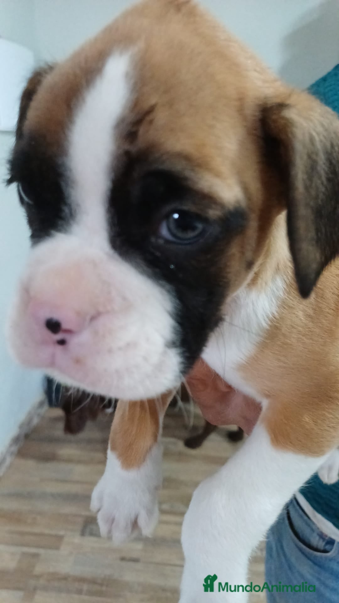 Boxer perros Bóxer  - Anuncio 3