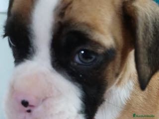 Boxer perros Bóxer - Anuncio 3