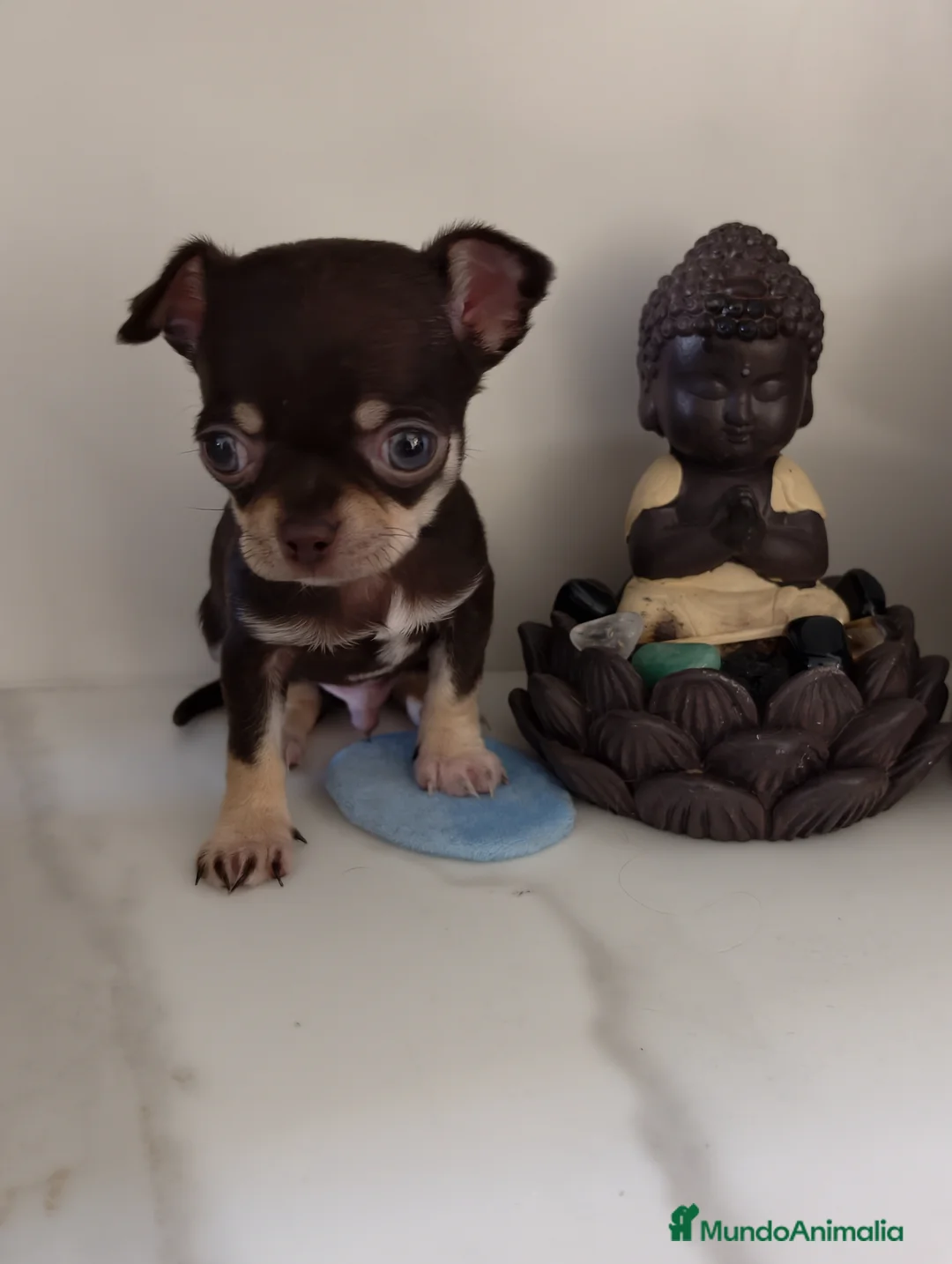 Chihuahua perros en venta: Chihuahua microtoy hembra - Anuncio 9