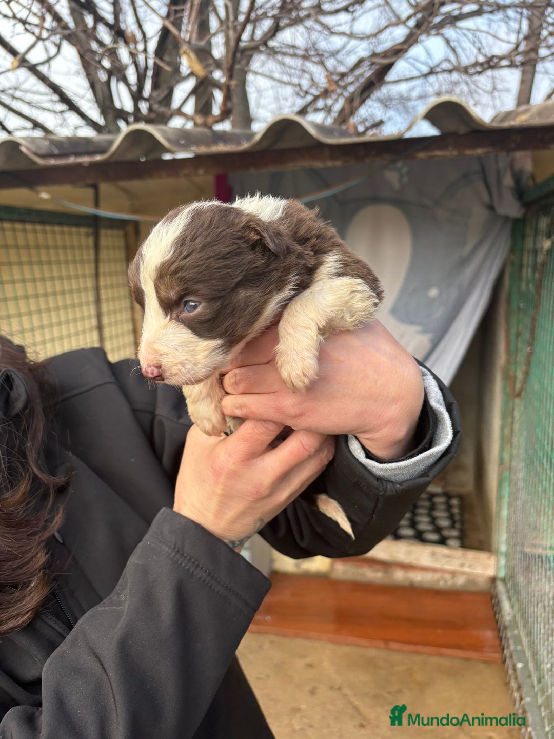 Border Collie perros en venta: Cachorro de Border Collie hembra chocolate  - Anuncio 6