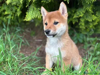 Shiba Inu perros Shiba Inu listos para entregar!! - Anuncio 4