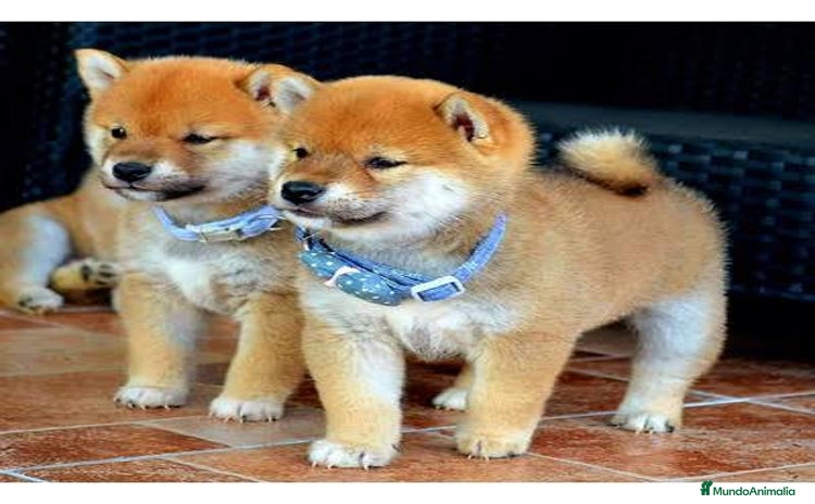 Shiba Inu perros shiba inu preciosos cachorros  - Anuncio 1
