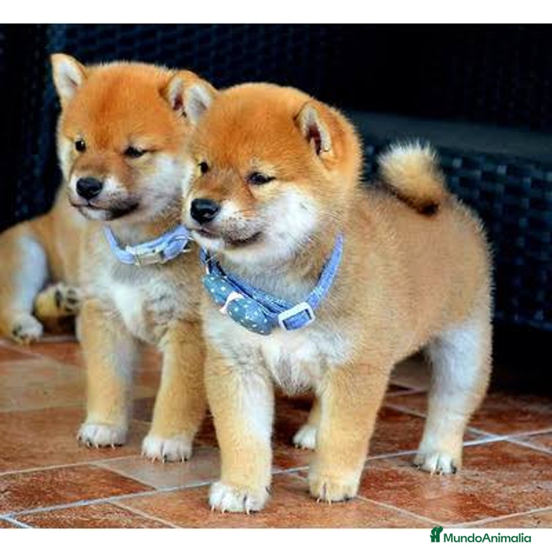 Shiba Inu perros en venta: shiba inu preciosos cachorros  - Anuncio 1