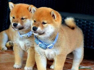 Shiba Inu perros shiba inu preciosos cachorros - Anuncio 1