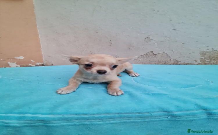 Chihuahua perros - Propaganda 4