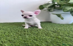 Chihuahua perros en venta: CHIHUAHUA  - Imagen 2