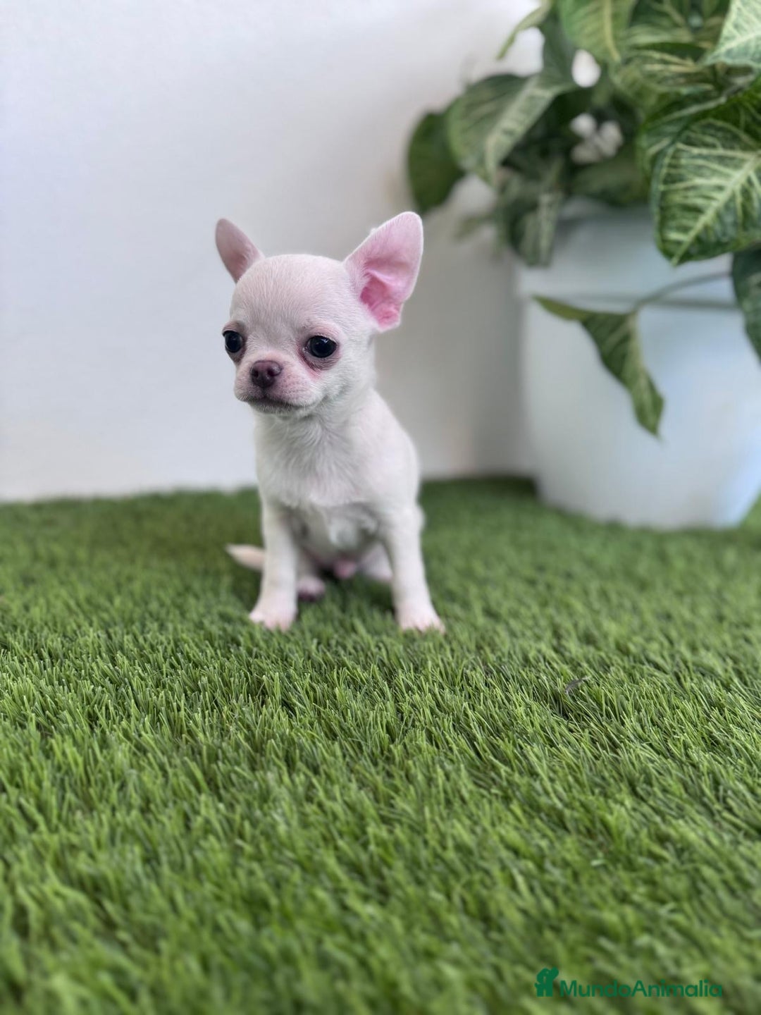 Chihuahua perros en venta: CHIHUAHUA  - Imagen 2