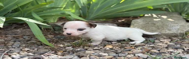 Jack Russell Terrier Cachorro 3