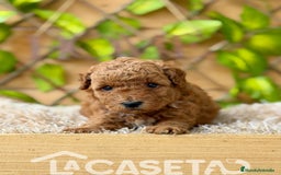 Caniche Toy perros en venta: Camada de Violet  - Imagen 3