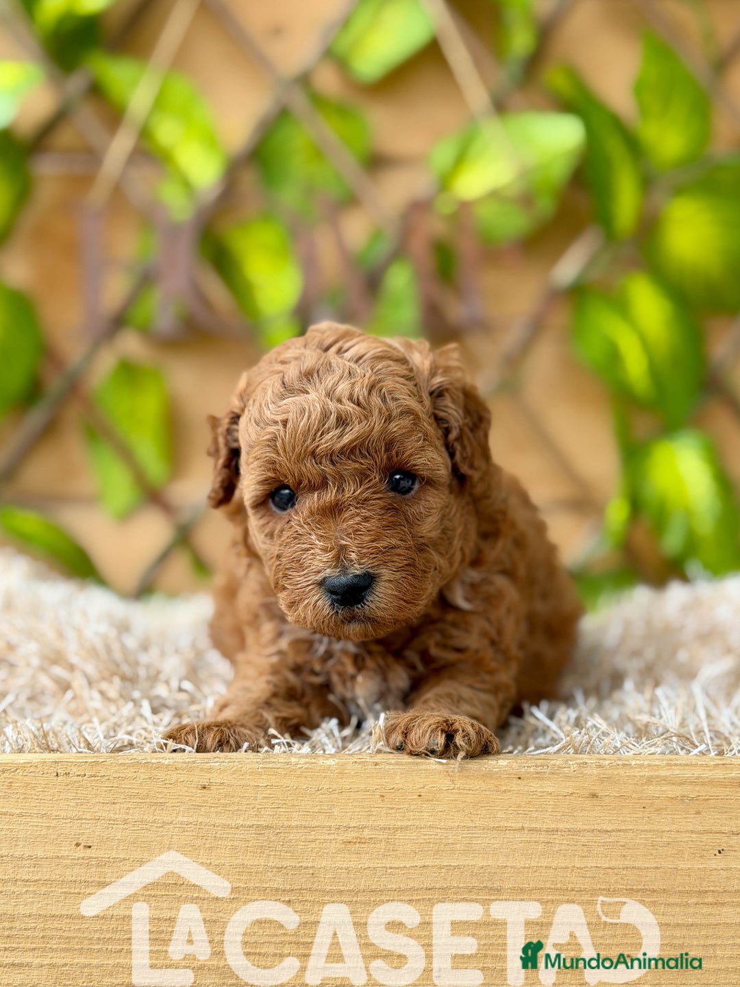 Caniche Toy perros en venta: Camada de Violet  - Imagen 3