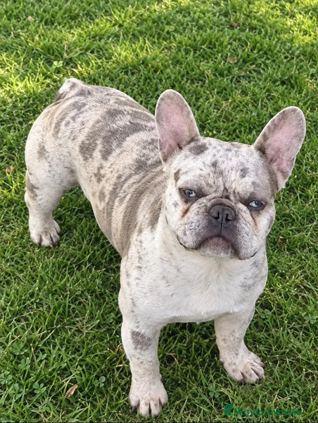 Bulldog Francés perros en venta: BULLDOG FRANCES EXOTICOS - Anuncio 2