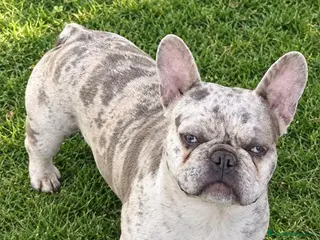 Bulldog Francés perros BULLDOG FRANCES EXOTICOS - Anuncio 2