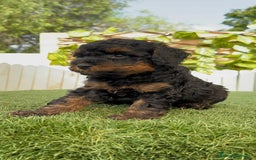 Caniche Toy perros en venta: CANICHE TOY HEMBRA - Imagen 3