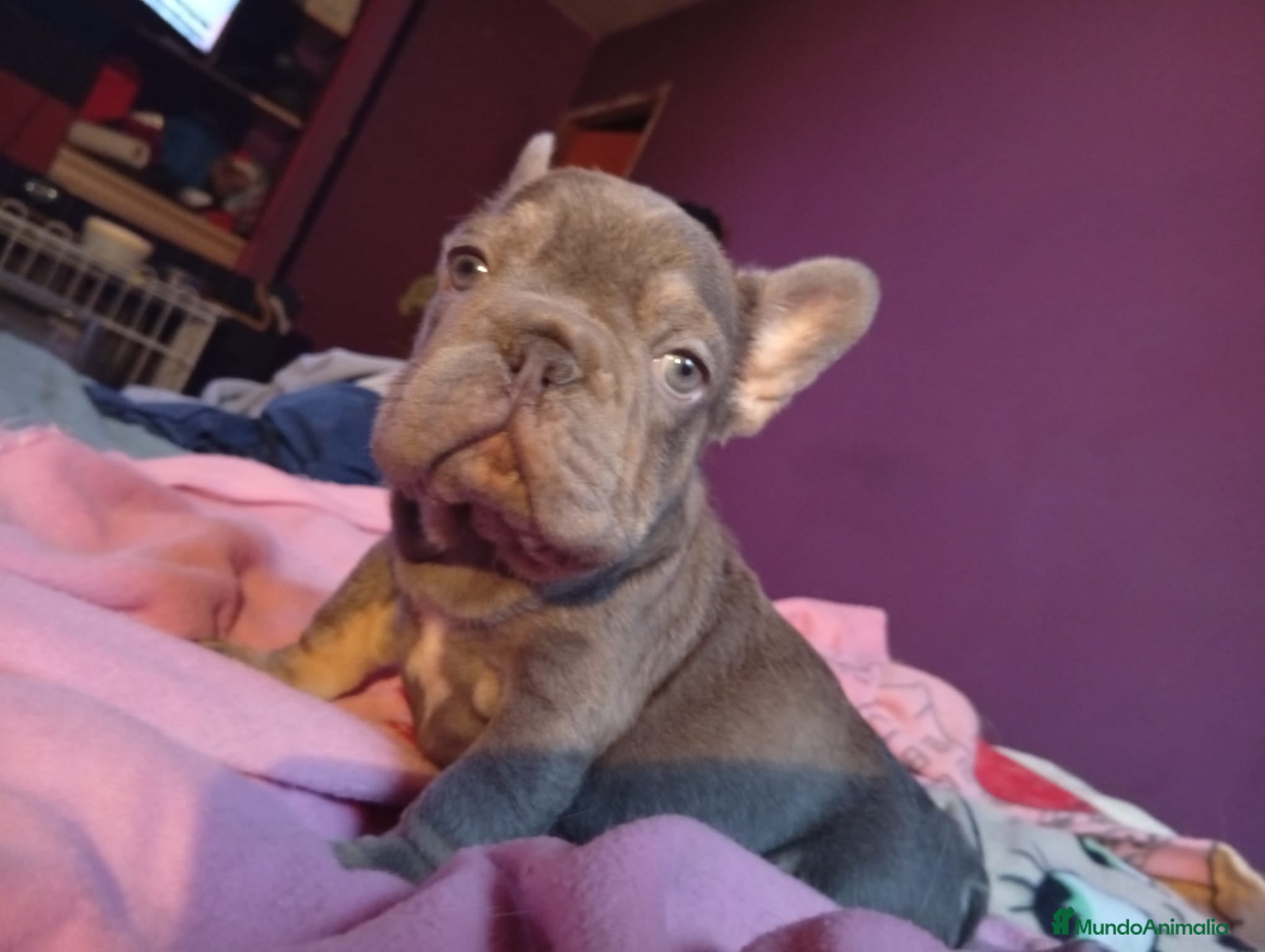 Bulldog Francés perros Bulldog francés exoticos - Anuncio 1