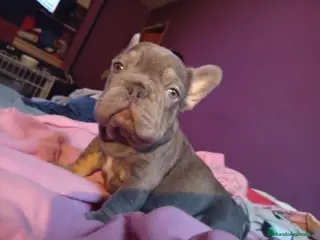 Bulldog Francés perros Bulldog francés exoticos - Anuncio 1